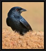Black Drongo